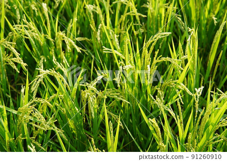 稻穗 91260910