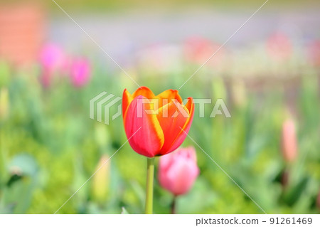 Tulip flower Tulip flower 91261469