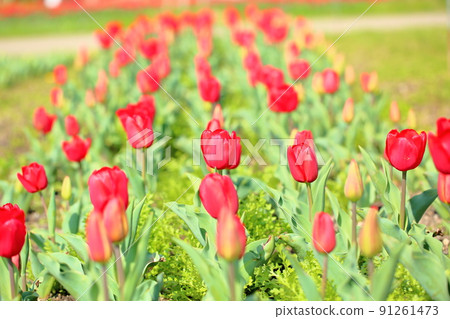 Tulip flower 91261473