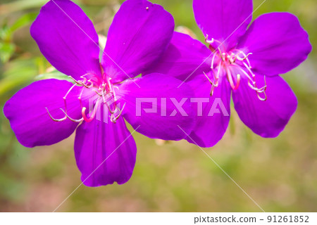 Sicono Buttan Flower 91261852