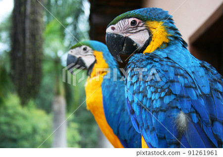 Macaws living in Brazil Macaws living in Brazil 91261961