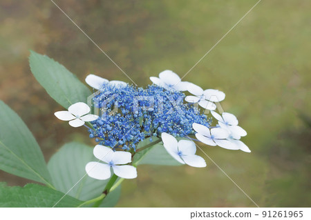 在雨季盛開的繡球花 在雨季盛開的繡球花 91261965