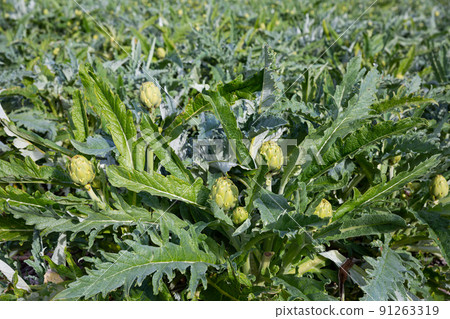 Ripe artichokes on plantation Ripe artichokes on plantation 91263319