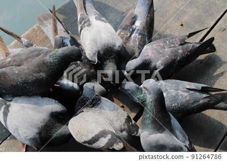 Many pigeons are eating food from the floor 91264786
