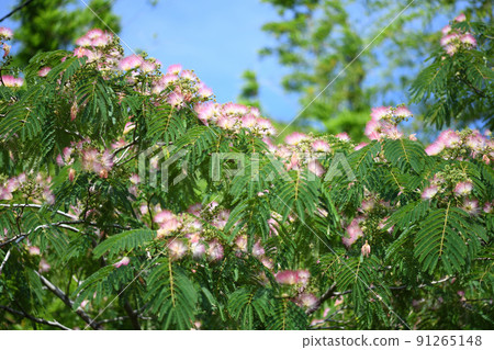 合歡花 合歡花 91265148