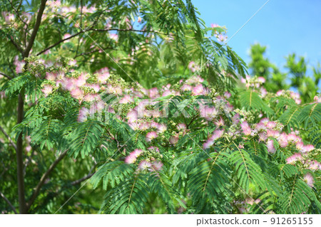 Albizia flower Albizia flower 91265155