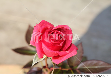 Outdoor potted single red rose 91265806