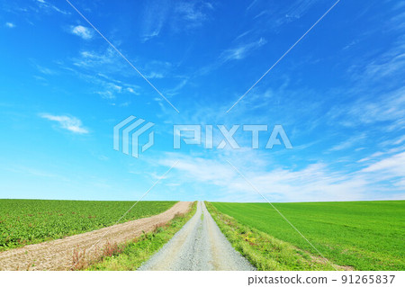 北海道秋天的藍天和美瑛路 91265837