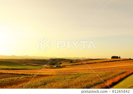 Hokkaido autumn dusk Biei land 91265842