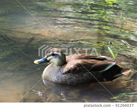 Duck 91266037