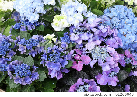 六月花，繡球群植 91266046