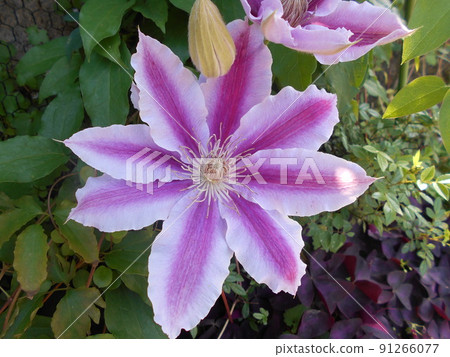 Clematis 91266077