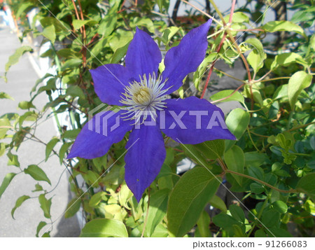 Clematis Clematis 91266083