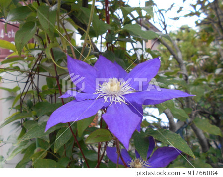 Clematis 91266084