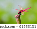dragonfly 91266131