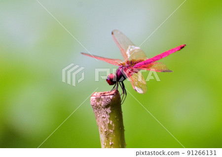 dragonfly 91266131