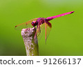 dragonfly 91266137