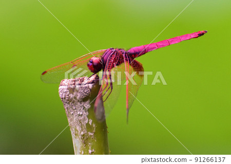 dragonfly 91266137