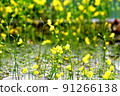 pond flower 91266138