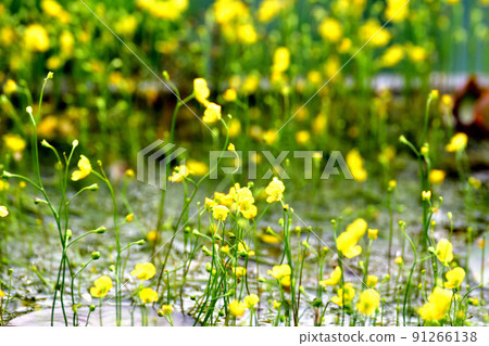 pond flower 91266138