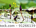 Lotus Pond 91266139