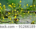 pond flower 91266189