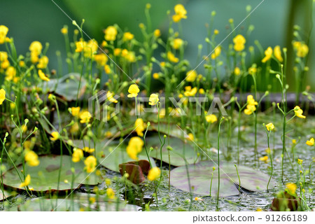 pond flower 91266189