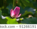 lotus / lotus 91266191