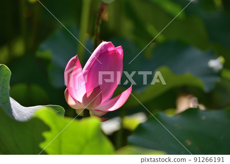 lotus / lotus 91266191