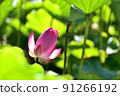lotus / lotus 91266192