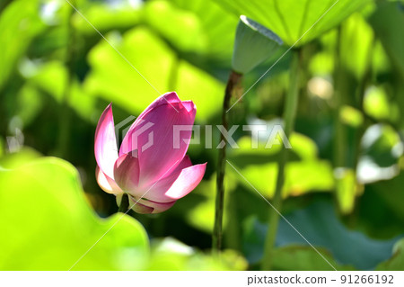 lotus / lotus 91266192