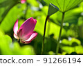 lotus / lotus 91266194