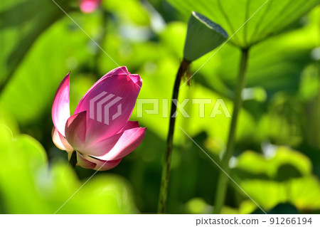 lotus / lotus 91266194