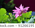 lotus / lotus 91266195