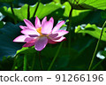lotus / lotus 91266196