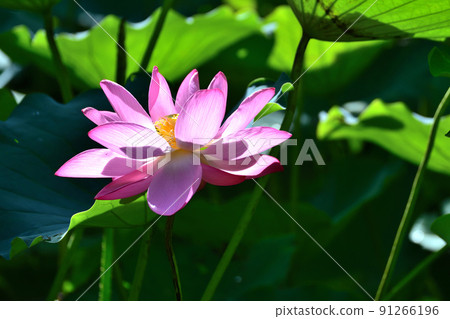 lotus / lotus 91266196