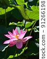 lotus / lotus 91266198