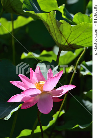 荷花/蓮花 荷花/蓮花 91266198