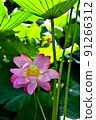 lotus / lotus 91266312