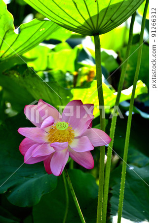 lotus / lotus 91266312