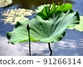 lotus / lotus 91266314