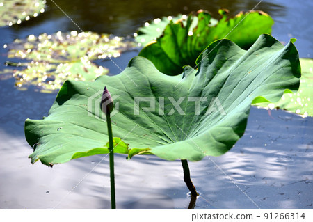 lotus / lotus 91266314