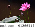 lotus / lotus 91266315