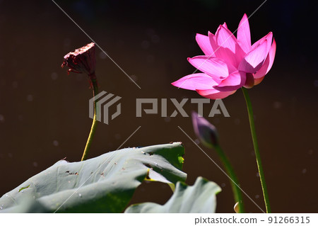 lotus / lotus 91266315