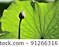 lotus / lotus 91266316