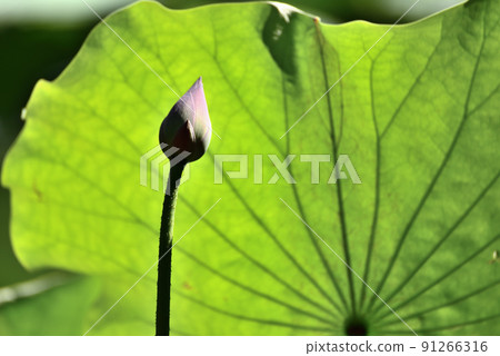 lotus / lotus 91266316