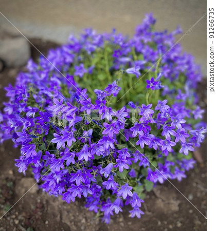 Flowers in full bloom in purple Flowers in full bloom in purple 91266735