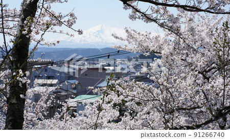 從櫻花中瞥見鳥海山 從櫻花中瞥見鳥海山 91266740