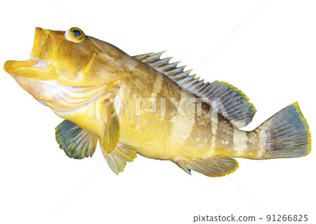 Aohata that caught and popped out his eyes Aohata that caught and popped out his eyes 91266825