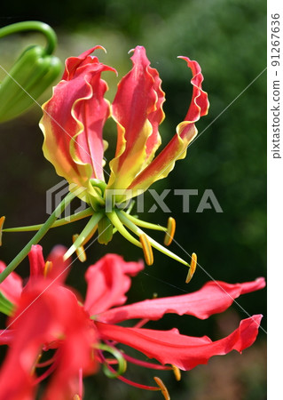 Gloriosa flowers in full bloom Gardening summer flowers Gloriosa flowers in full bloom Gardening summer flowers 91267636